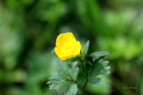 Blume ohne Insekt
